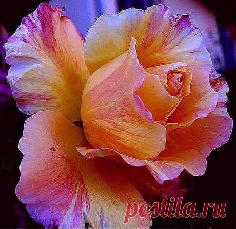 efeb8ae7a0c63bf401534e94642b1f2d.jpg (554×538)