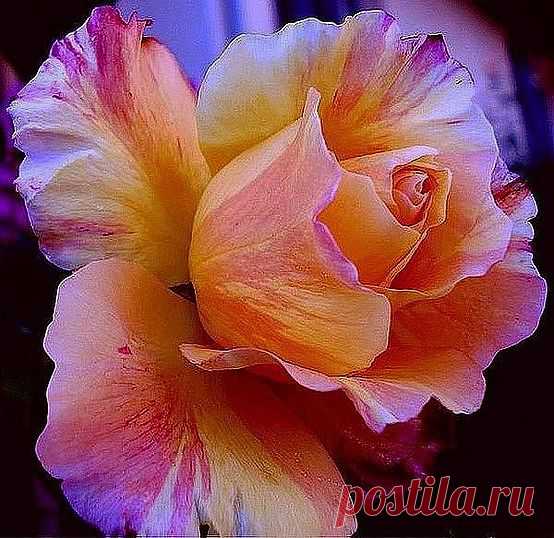 efeb8ae7a0c63bf401534e94642b1f2d.jpg (554×538)