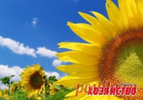 Газета «Хозяйство» | Сад, огород, цветник, здоровье, готовим вкусно