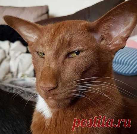 Вязаные головные уборы или клуб по интересам