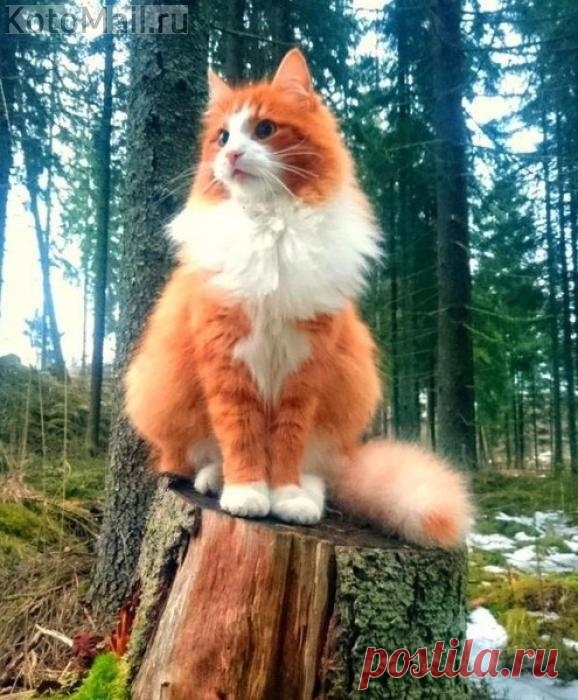 Хранитель северных лесов | KotoMail.ru