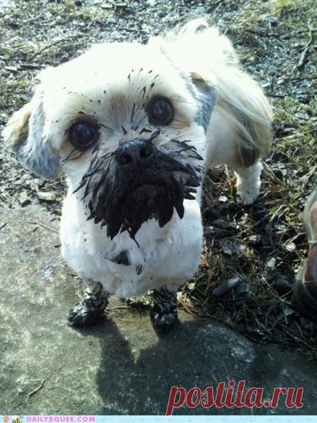 Подборка фото из жизни животных, смешные ситуации