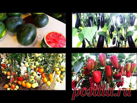 Природное земледелие на практике  РЕЗУЛЬТАТЫ - YouTube