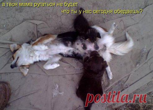 УЛЫБНИСЬ! ПРИКОЛЫ КОШЕЧЕК!  http://www.playcast.ru/view/6134274/d06c85f6bff62c987bb5d76ad128820a96a322b7pl