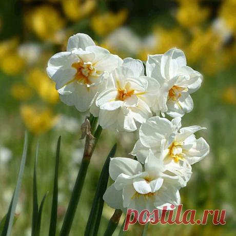 Мифы и легенды о цветах: Нарцисс ~ Planetalsad