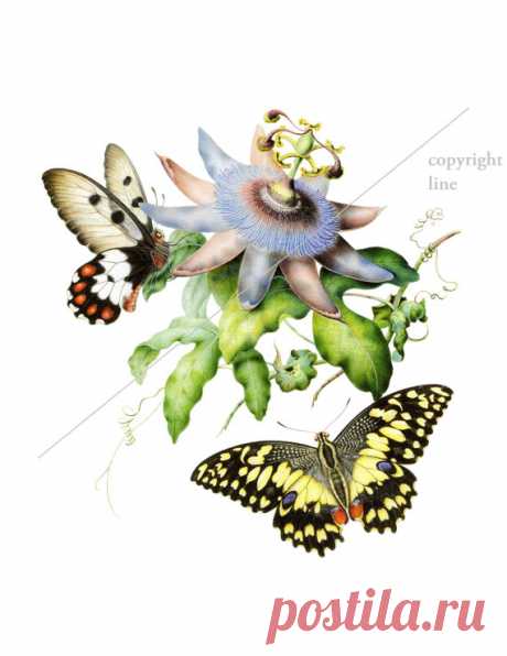 Vintage mariposas y flores - tatuaje temporal Este listado es para un tatuaje temporal de alta calidad.  »» El tatuaje se parece a lo real! Minutos y le dura por días. Genial para los niños y adolescentes que quieran experimentar o para probar un diseño antes de tenerlo tatuado de verdad.  »» Elegir el tamaño preferido (Nota: se refiere a la parte más larga de la imagen!)  »» Para aplicar el tatuaje, pelar el brillante forro lejos del lado adhesivo del tattoo y aplicar el ...