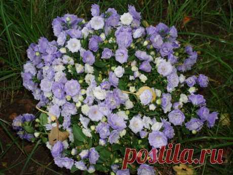 Комнатная кампанула: описание цветка "Жених и невеста", особенности ухода в домашних условиях и размножение