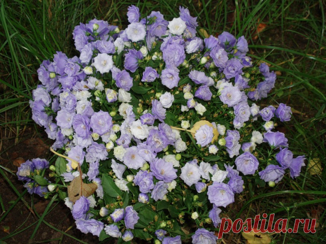 Комнатная кампанула: описание цветка 