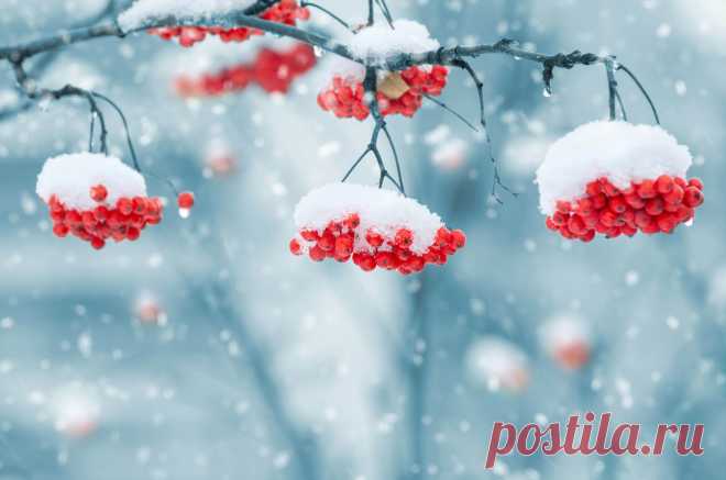 Winter_Berry_SorbusSnow_459505.jpg (8480×5616)