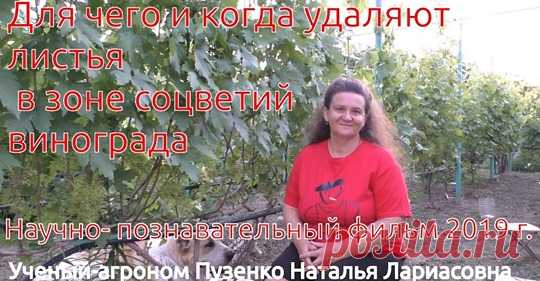 (22) Виноград для всех- forum.vinograd7.ru