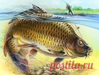 Снасть, которая всегда ловит. Подробно в картинках | жерех | Яндекс Дзен