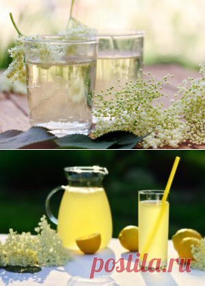 Рецепт вкуснейшего ситро (кваса) из соцветий акации или бузины