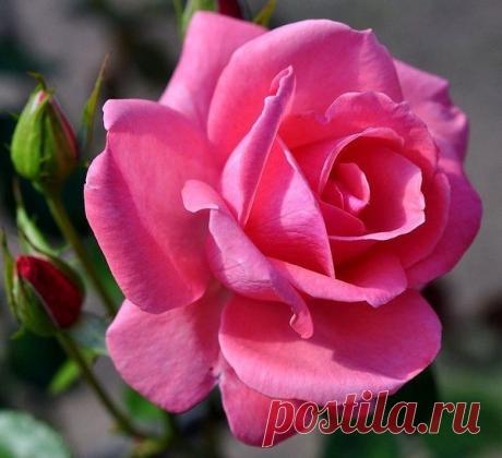 КАКОЙ СЕГОДНЯ ПРАЗДНИК? 24 Мая 2018 г. – Четверг • Праздник горилки • День валяния в траве • День славянской письменности и культуры • День кадрового работника (День кадровика)183 года • Европейский день парков109 лет • Семик • Международный день тиары (International Tiara Day) • Всемирный день шизофрении (World Schizophrenia Day) • День независимости - Эритрея • Национальный день эскарго - США • День Пичинчи - Эквадор • День Содружества - Белиз • День Бермудских островов • Именины у Михаила,…