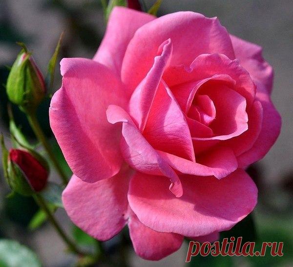 КАКОЙ СЕГОДНЯ ПРАЗДНИК? 24 Мая 2018 г. – Четверг • Праздник горилки • День валяния в траве • День славянской письменности и культуры • День кадрового работника (День кадровика)183 года • Европейский день парков109 лет • Семик • Международный день тиары (International Tiara Day) • Всемирный день шизофрении (World Schizophrenia Day) • День независимости - Эритрея • Национальный день эскарго - США • День Пичинчи - Эквадор • День Содружества - Белиз • День Бермудских островов • Именины у Михаила,…