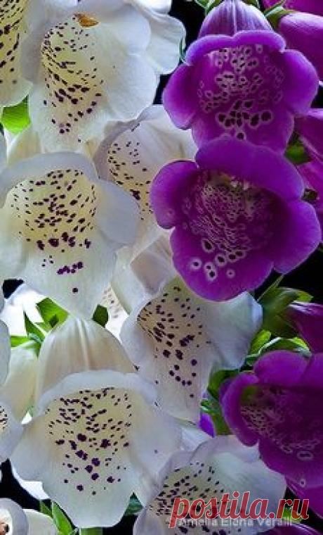 foxglove, pink, white, flower, macro - ID: 10348045 © AMALIA…