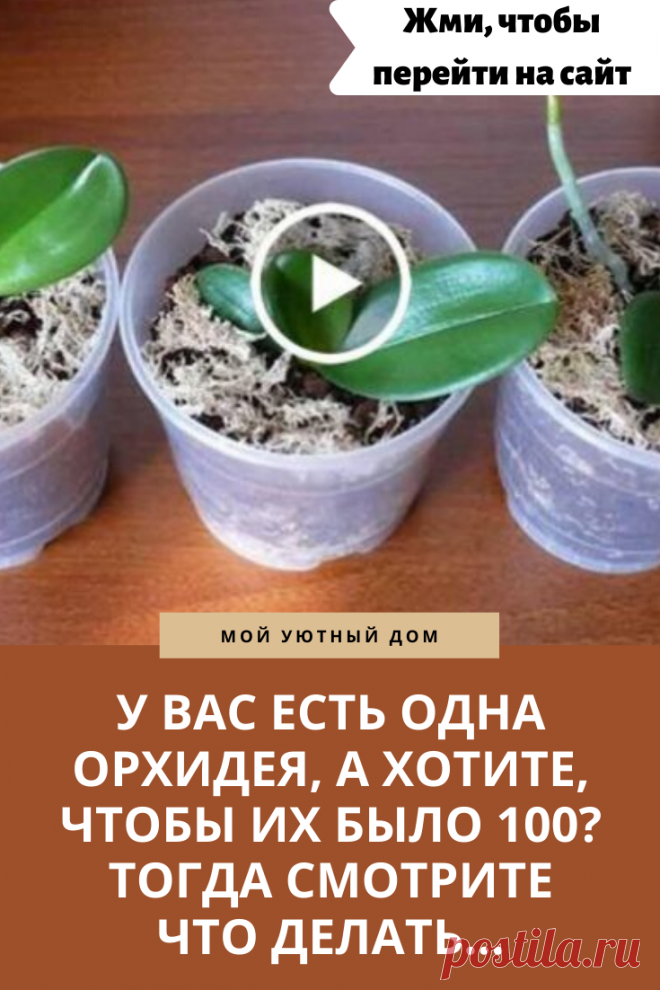 Как размножить орхидею и сделать много