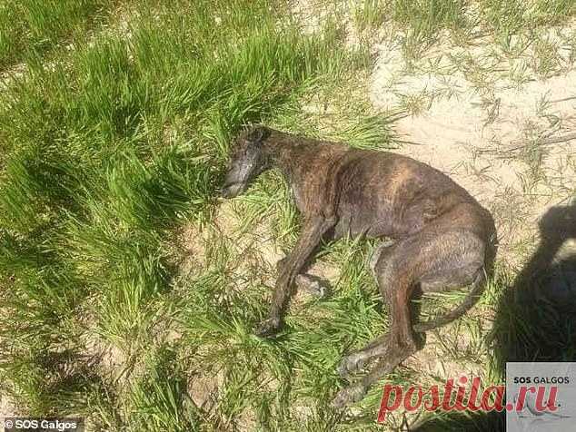 Не в ответе за тех, кого приручили: почему испанские охотники массово бросают борзых погибать