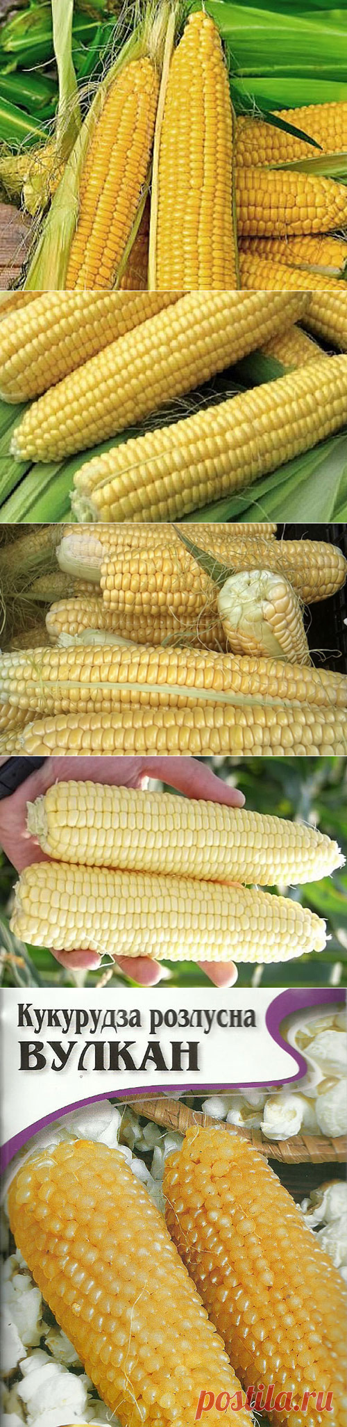 Королева полей — сахарная кукуруза на дачных грядках