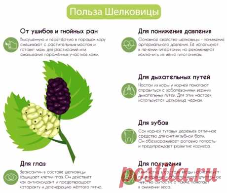 Польза шелковицы (тутовника)