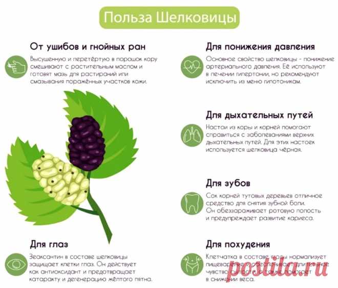 Польза шелковицы (тутовника)