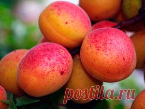 Дерево абрикос – посадка и уход, фото абрикоса, обрезка абрикоса и прививка, описание сортов абрикоса, болезни и вредители