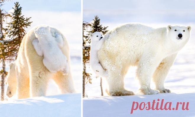 Кто-нибудь видел моего медвежонка?