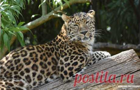 Amur Leopard - Zoo Amneville Explore Mandenno photography's photos on Flickr. Mandenno photography has uploaded 1378 photos to Flickr.