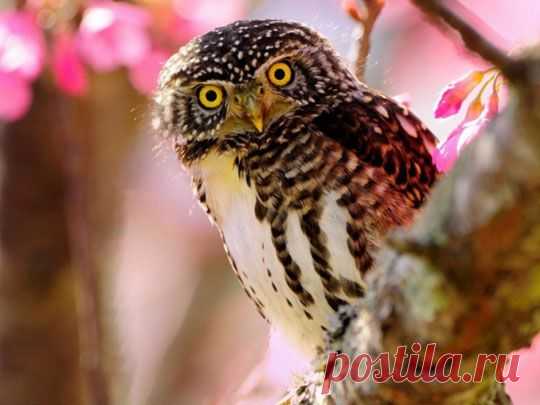 Сова, филин. Фото. Картинки. Видео