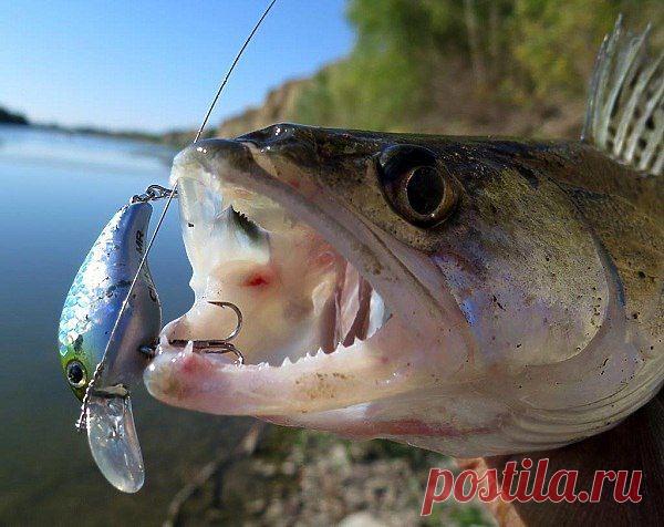 Осенние вытеки / Богатая добыча