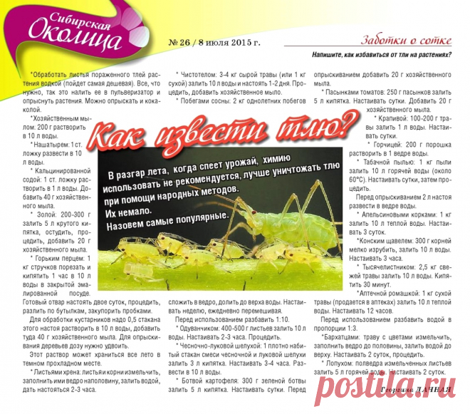 Как извести тлю
