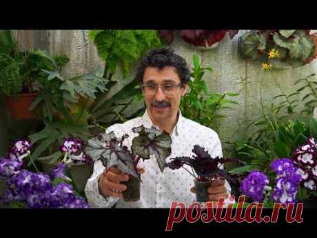 Самое главное удобрение для роста растений