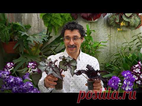 Самое главное удобрение для роста растений