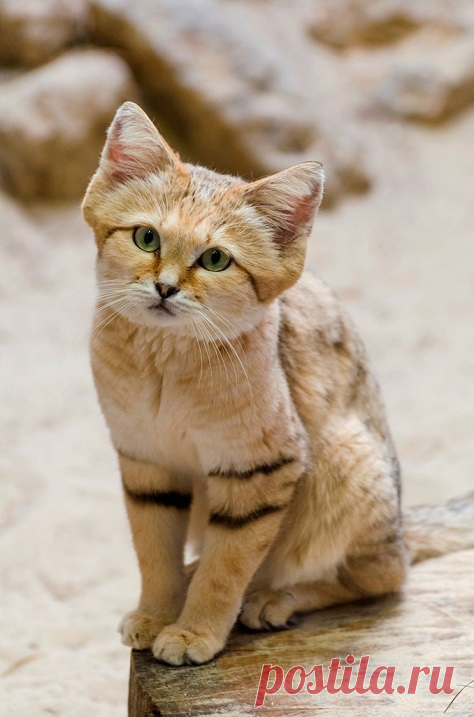 Барханный кот