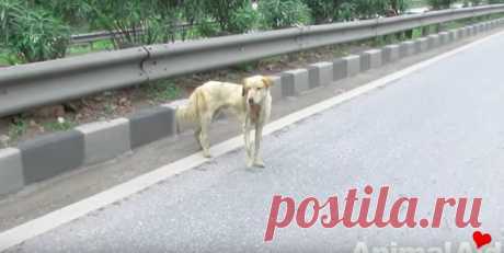 Раненная собака лежала посреди оживленного шоссе и смирно ждала спасения