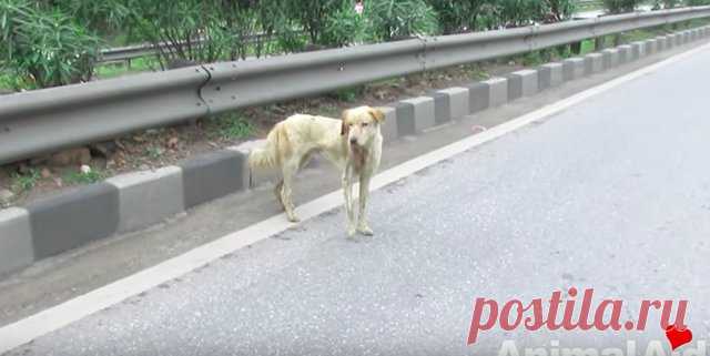 Раненная собака лежала посреди оживленного шоссе и смирно ждала спасения