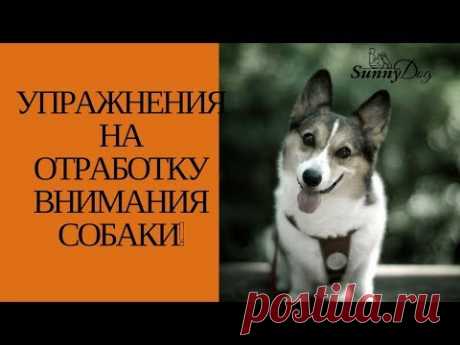 Упражнения на отработку внимания собаки