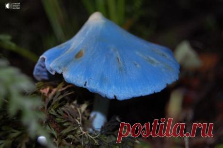 Голубой гриб  Entoloma hochstetteri — разновидность гриба, найденного в Новой Зеландии и Индии. Маленький гриб — отличительный все-синий цвет, в то время как у ущелий есть небольшой красноватый оттенок от спор. Синяя окраска фруктового тела происходит из-за трех пигментов. Entoloma hochstetteri не...