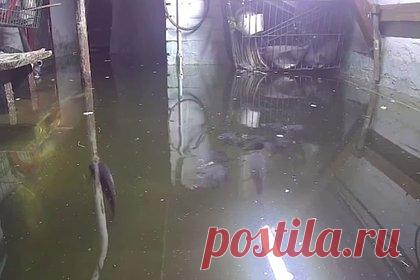 Разведшая в подвале карпов россиянка рассказала о новом потопе