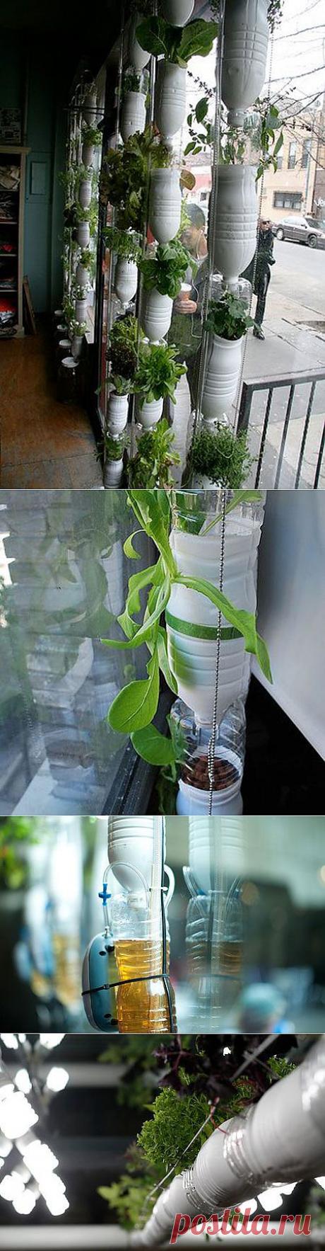 ОГОРОД НА ОКНЕ ИЗ ПЛАСТИКОВЫХ БУТЫЛОК. ПОШАГОВАЯ ИНСТРУКЦИЯ