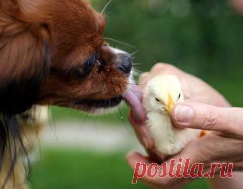 (+1) тема - Животные тоже умеют дружить! | Четвероногий юмор