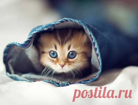 Голубоглазый котенок Дейзи