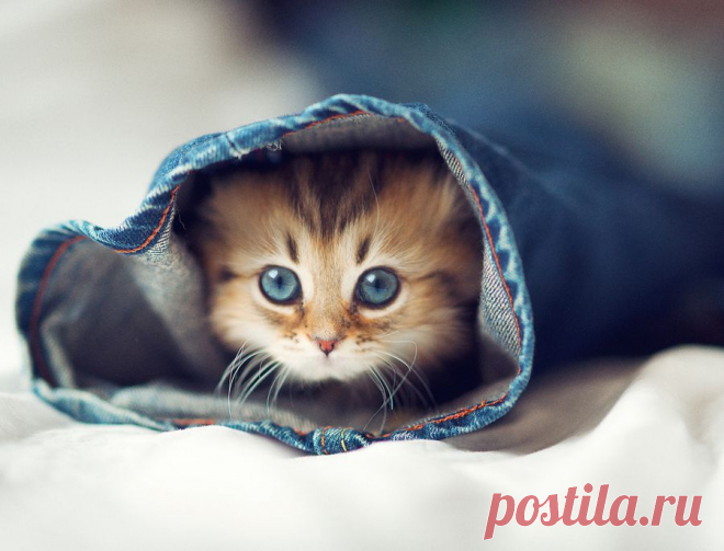 Голубоглазый котенок Дейзи