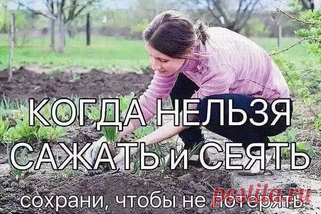 Народные приметы для садоводов-огородников! 
- Картофель нельзя сажать на Вербной неделе, по средам и субботам - будет портиться. 
- Если весна ранняя, то капусту, как и лук сеют на четвертой неделе Великого поста или позже - на пятой. 
- Если весна запаздывает, то производят посев в последние дни Страстной недели, особенно в субботу. 
- Подсолнухи лучше сажать в субботу, до восхода солнца или после его захода. Последнее предпочтительнее. При посадке молчат и не грызут сем...