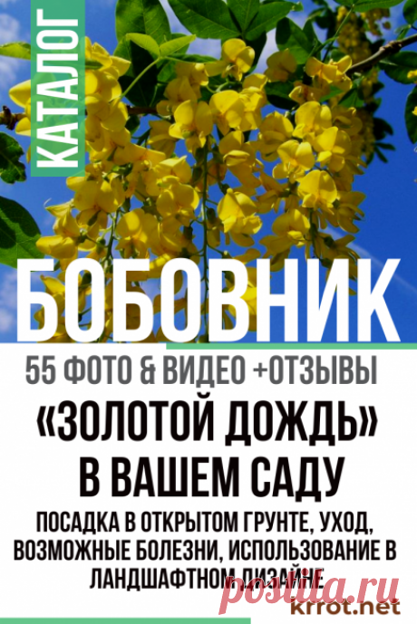 Бобовник: Описание, Посадка, Уход, Болезни (55 Фото) +Отзывы