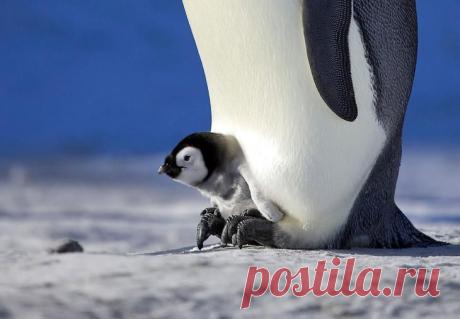 Как греются пингвины