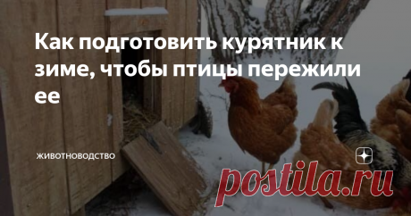 Как подготовить курятник к зиме, чтобы птицы пережили ее Любой домашней птице нужен уход, и куры не исключение. Поэтому важно правильно подготовить курятник к зиме, чтоб условия проживания птицы в холодный период было максимально комфортным. Да, эта птица весьма неприхотлива, но ей тоже необходимы тепло и чистота.
Подготовка курятника к зиме поэтапно
Бывалые птичники выделяют ряд нюансов, обязательных для подготовки курятника на зимний период. К ним отн