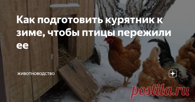 Как подготовить курятник к зиме, чтобы птицы пережили ее Любой домашней птице нужен уход, и куры не исключение. Поэтому важно правильно подготовить курятник к зиме, чтоб условия проживания птицы в холодный период было максимально комфортным. Да, эта птица весьма неприхотлива, но ей тоже необходимы тепло и чистота.
Подготовка курятника к зиме поэтапно
Бывалые птичники выделяют ряд нюансов, обязательных для подготовки курятника на зимний период. К ним отн