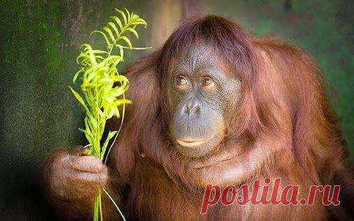 Застенчивый орангутан преподносит букет своему смотрителю в реабилитационном…