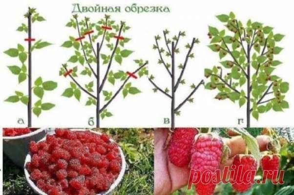 Урожайная обрезка малины по Соболеву — Домашние заботы
