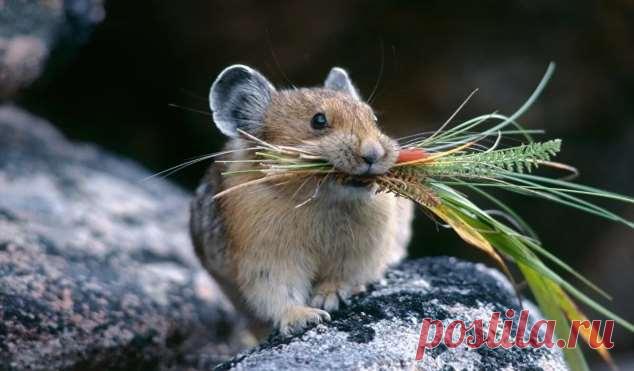 Пуси-пуси юмор для девушек и женщин. Подборка прикольных картинок и фото №ofigennaja-20321008052020 | Офигенная